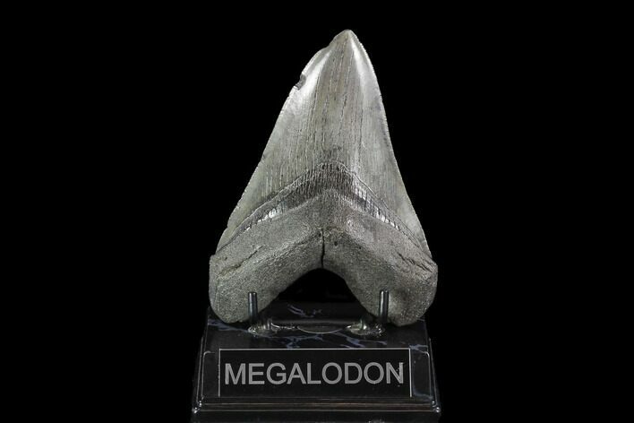 Large, Fossil Megalodon Tooth - Georgia #90786